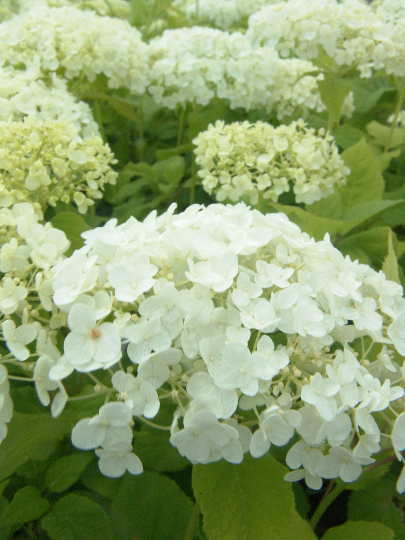 Hydrangea arborescens Annabelle