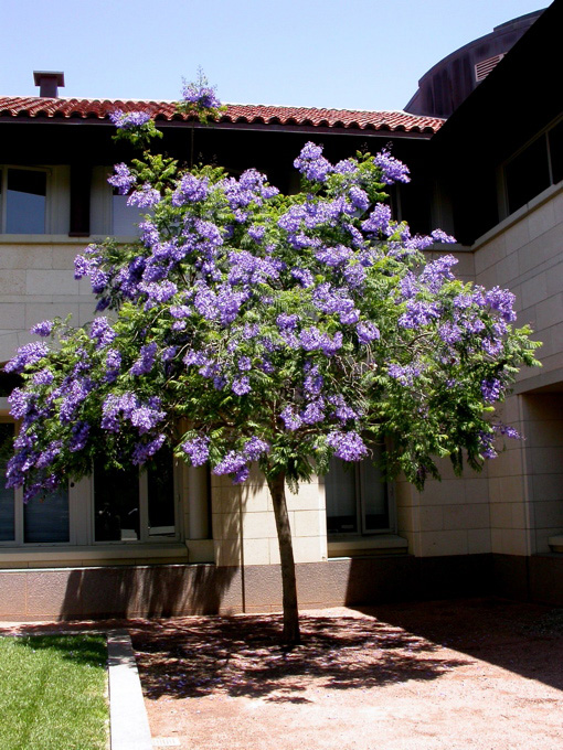 Jacaranda mimosifolia