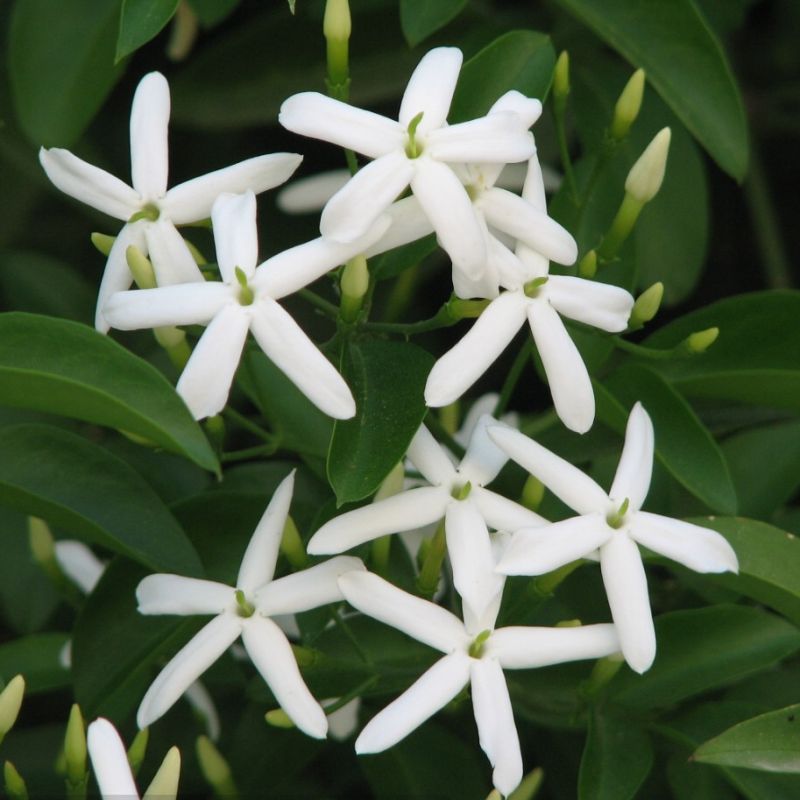 Jasminum azoricum