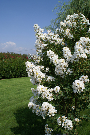 Lagerstroemia indica nivea