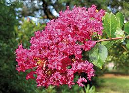 Lagestroemia indica Coccinea