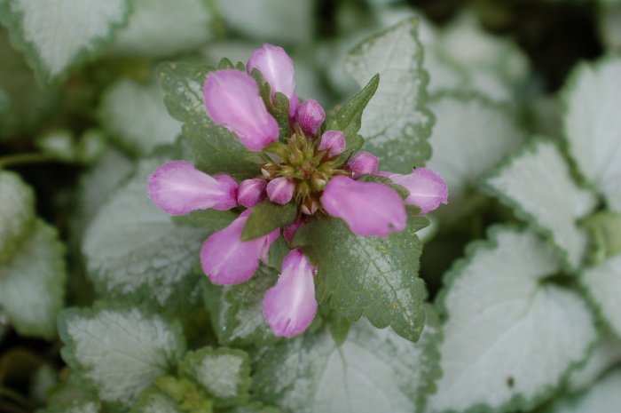 Lamium Orchid Frost