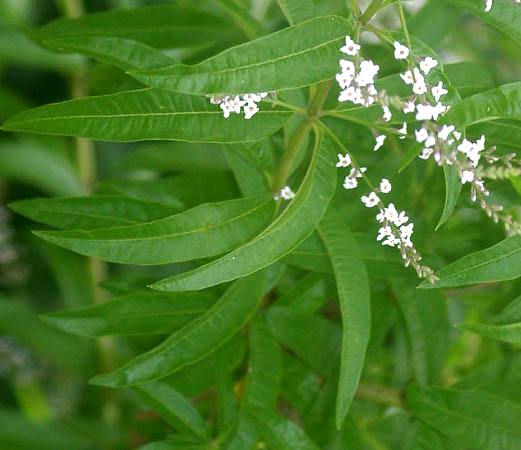 Lippia citriodora