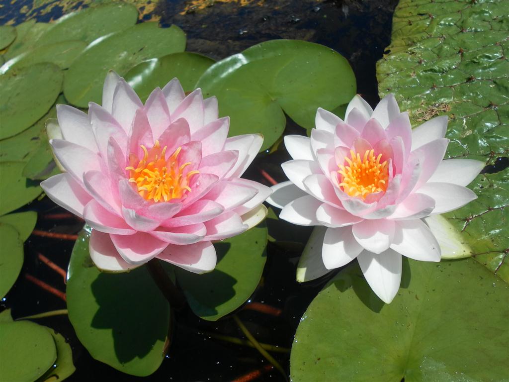 Nymphaea Madame Wilfron