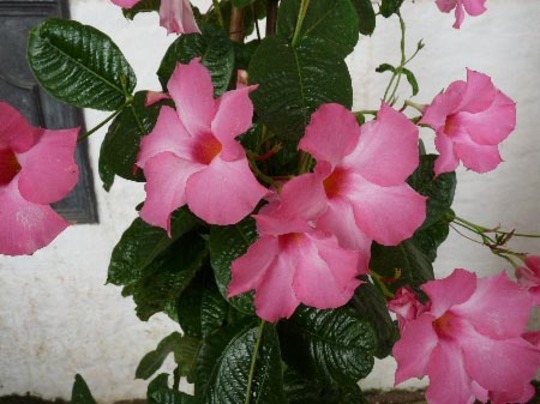 Mandevilla x amabilis Alice du Pont