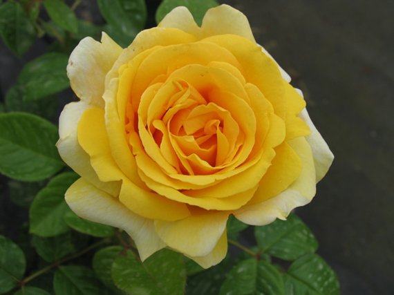 Rosa Michelangelo