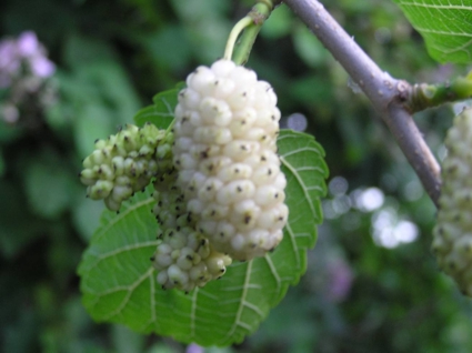 Morus alba (Gelso bianco)