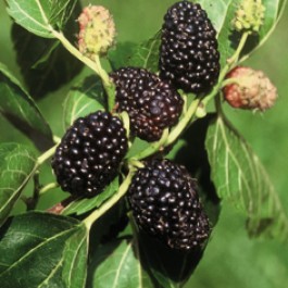 Morus nigra (Gelso nero)