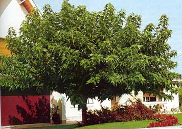 Morus platanifolia