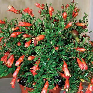 Punica granatum Nana