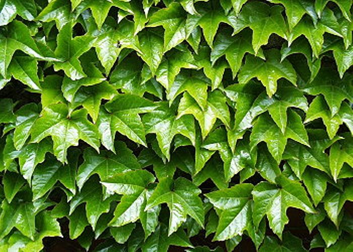 Parthenocissus tricuspidata Veitchii