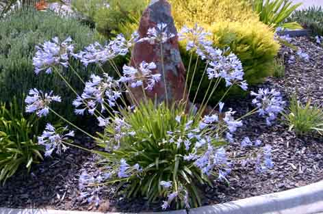 Agapanthus Peter Pan