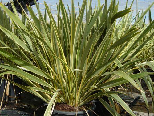 Phormium tenax Variegatum
