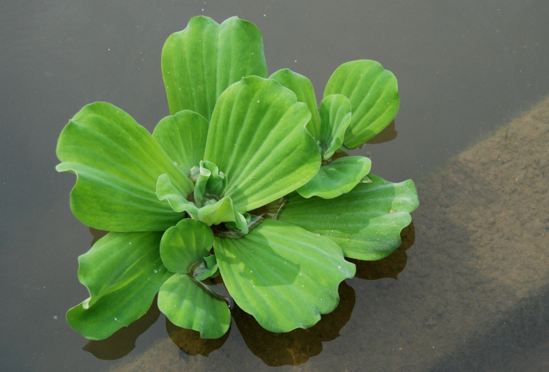 Pistia stratiotes