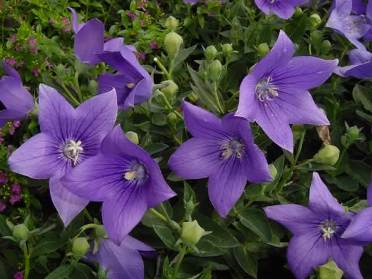 Platycodon grandiflorus Mariesii