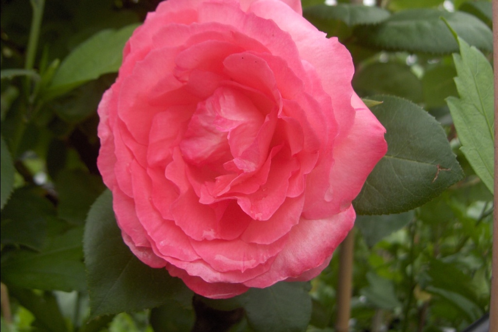 Rosa Panthere Rose