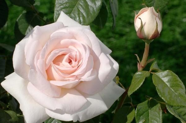 Rosa Prince Jardinier