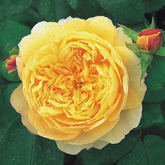 Rosa Charles Darwin