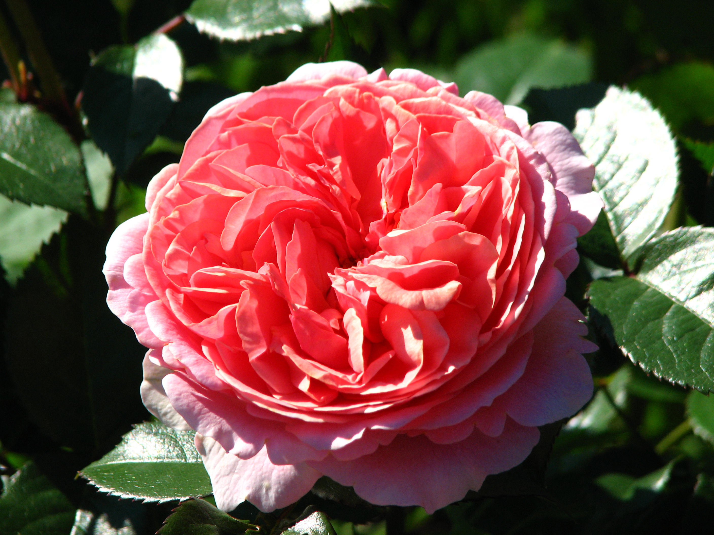 Rosa Chippendale