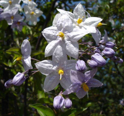 Solanum jasminoide