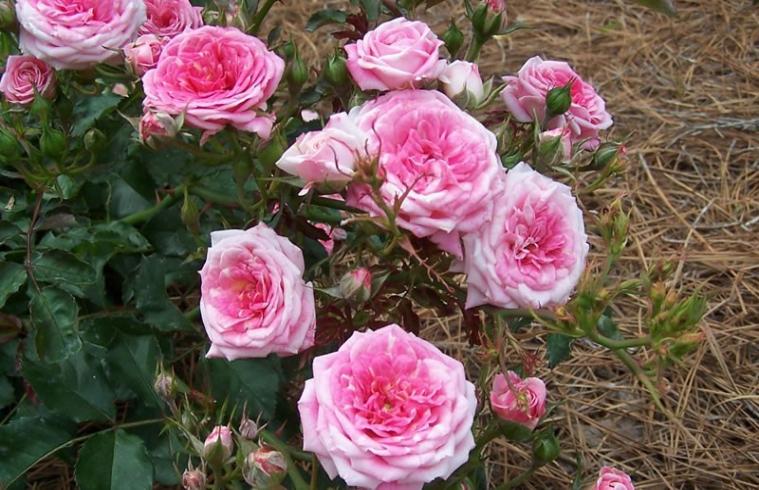 Rosa Sweet Drift