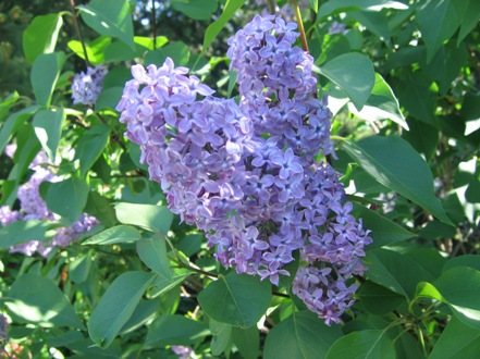 Syringa vulgaris