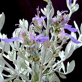 Teucrium fruticans