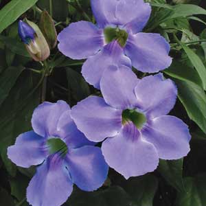 Thunbergia grandiflora