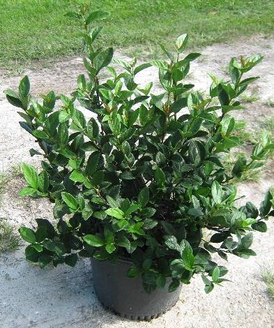 Viburnum suspensum