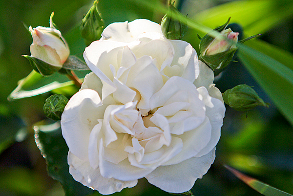 Rosa White Meidland