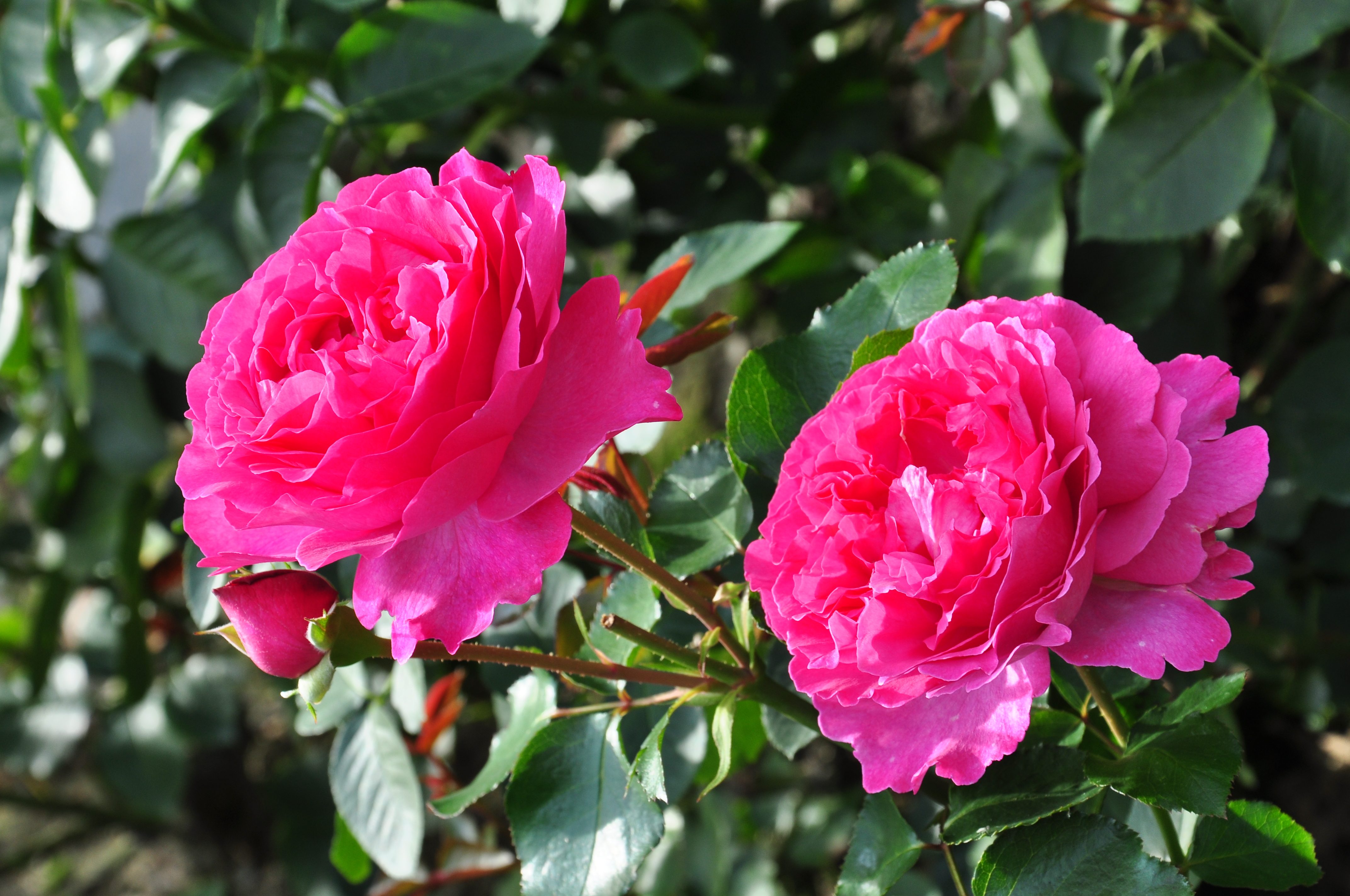 Rosa Yves Piaget