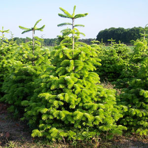 Abies nordmanniana