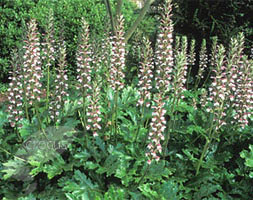 Acanthus mollis