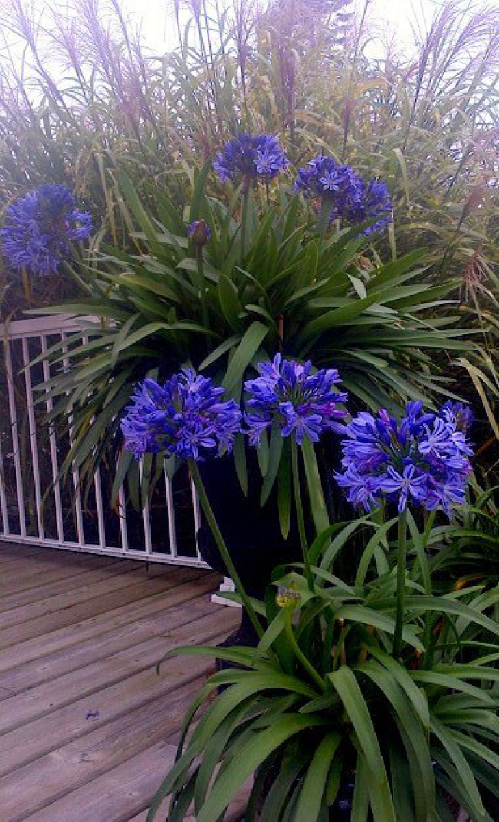 Agapanthus Northen Star