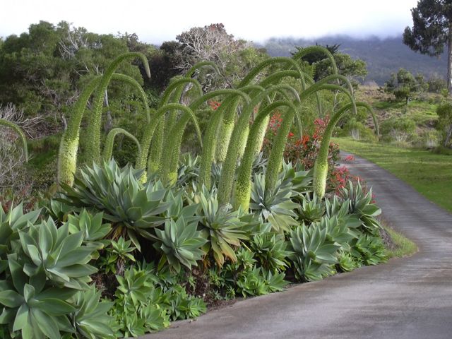 Agave attenuata