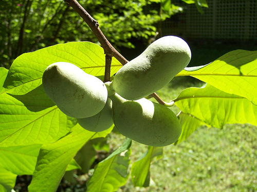 Asimina triloba