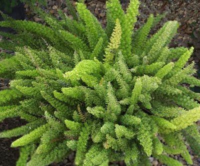 Asparagus densiflorus Myersii