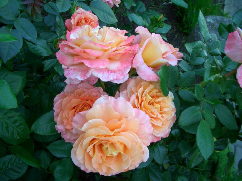 Rosa Auguste Luise
