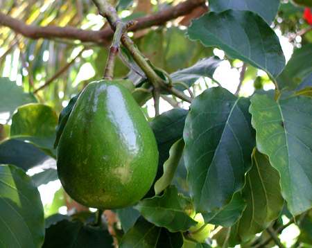 Persea amaricana (Avogado)