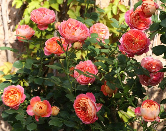 Rosa Baby Romantica - Rampicante