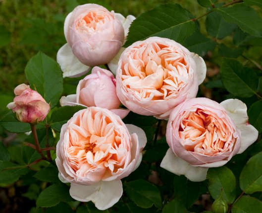 Rosa Belle romantica