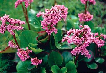 Bergenia cordifolia