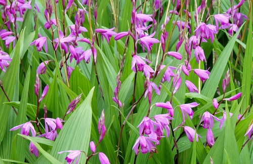 Bletilla striata