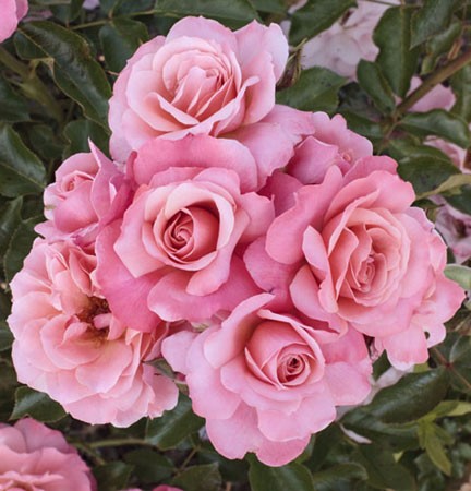 Rosa Botticelli