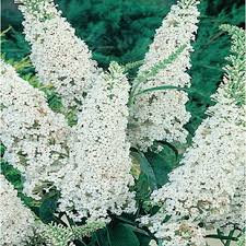 Buddleja davidii Nanho White