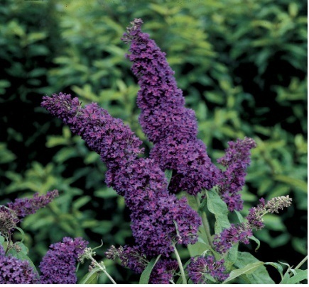 Buddleja davidii Nanho Purple