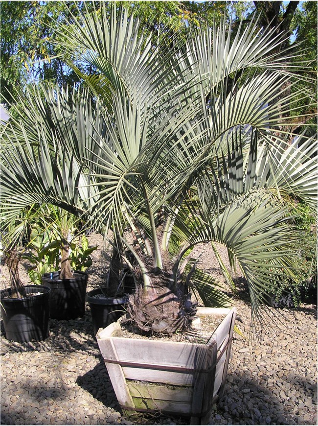 Butia capitata