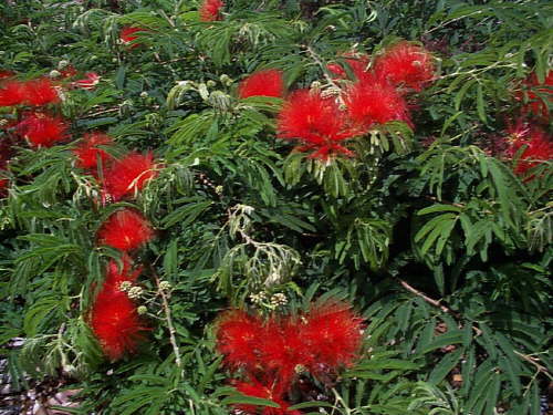 Calliandra (Inga pulcherrima)