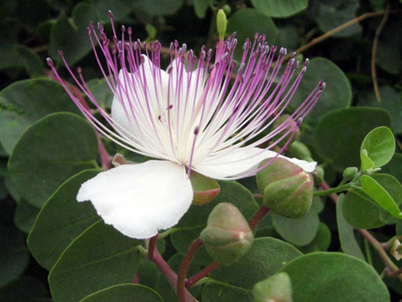 Capparis spinosa (Cappero)