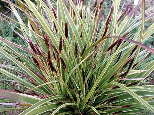 Carex morrowii variegata